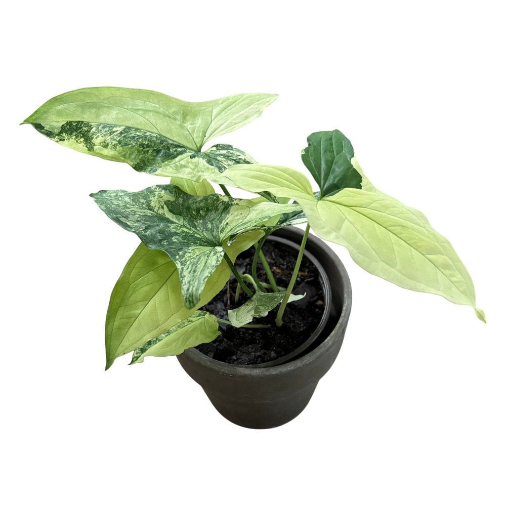 Syngonium Albo Variegata Live Plant 4in Pot Rooted White Green Arrowhead Aroid